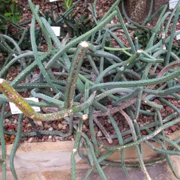 EuphorbiaHeterochroma