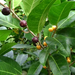 Ficus_tinctoria