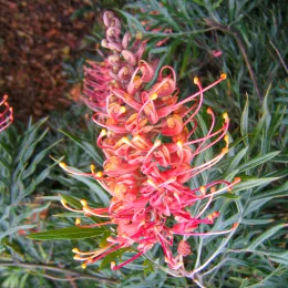 Grevillea_banksii_superb_flower