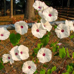 Ipomoea_pandurata_on_fence