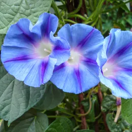 Ipomoea_purpurea_Light_Blue_Star1b.UME