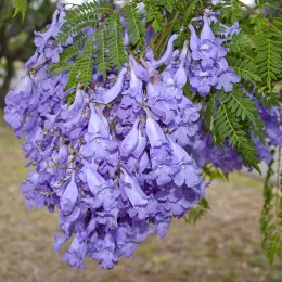Jacaranda_mimosifolia_flowers_and_leaves