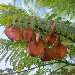 Jacaranda_mimosifolia-Frutos-2