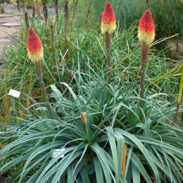 Kniphofia_caulescens_(Fackellilie)-2