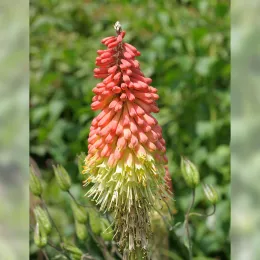 Kniphofia_uvaria_BW-2014-06-07_13-49-23