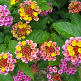 lantana-camara-408923