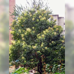 FloweringLigustrumLucidumTree