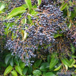 Ligustrum_lucidum__Wax_Leaved_Ligustrum_-001