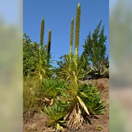 Lobelia_aberdarica_1