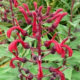 Lobelia_tupa_inflorescence