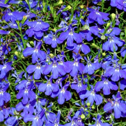 Lobelia_(aka)