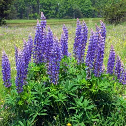 Blaue_Lupine,_Rhön