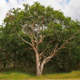 Melaleuca_viridiflora