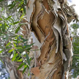 Paperbark