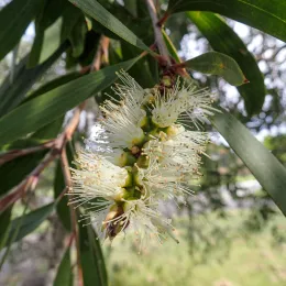 Melaleuca_quinquenervia_flowers