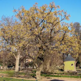 Melia_azedarach_170208