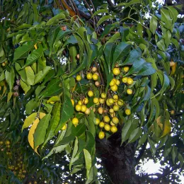 Melia_azedarach_fruits