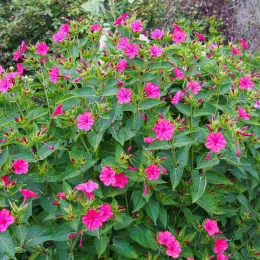 9432176884_34e9ea974c_o