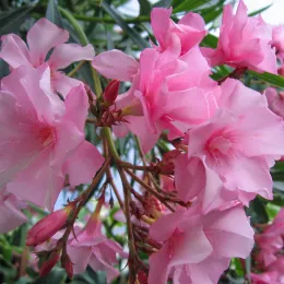 Flowers_of_Nerium_oleander