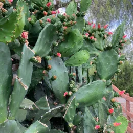 Opuntia ficus indica CM