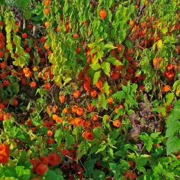 Physalis_alkekengi_005