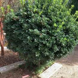 Pittosporum_tobira_CM1