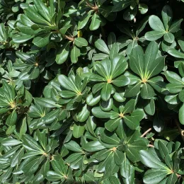 Pittosporum_tobira_CM3