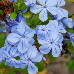 2007_plumbago_auriculata