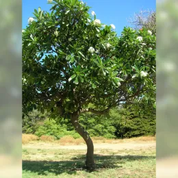 Starr_050517-1429_Plumeria_obtusa