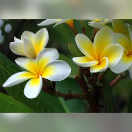 Frangipani_flowers