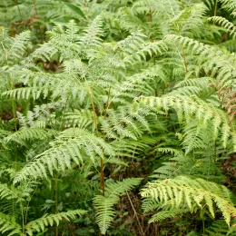 Pteridium_aquilinum_(habitus)