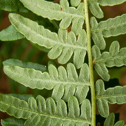 Pteridium_leaf_kz1