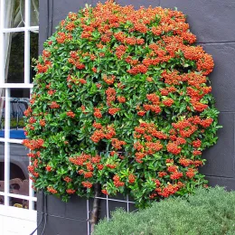 Pyracantha.bush.arp_PublicDomain