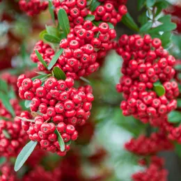 Red_pommes_of_Firethorn_(Pyracantha)