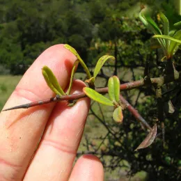 Starr_050817-7522_Pyracantha_koidzumii