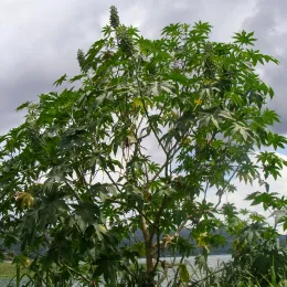 Ricinus_communis_at_Venezuela