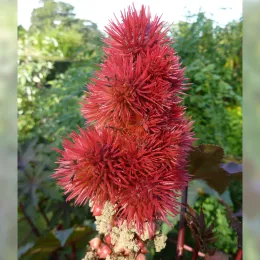 Ricinus_communis_'Gibsonii'_(Euphoreaceae)_flower