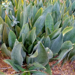Sansevieria_masoniana_-_Mounts_Botanical_Garden_-_Palm_Beach_County,_Florida_-_DSC03644