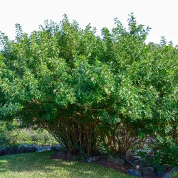 Schinus_terebinthifolius_(Jardín_Botánico_Canario_Viera_y_Clavijo)