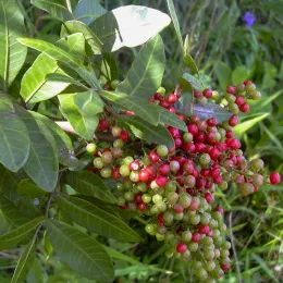 Starr_041018-0009_Schinus_terebinthifolius