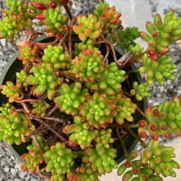 Sedum