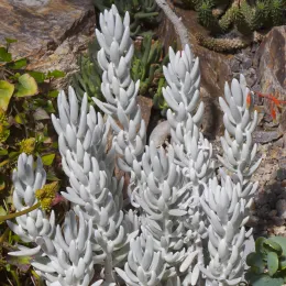 Senecio_haworthii,_Jardín_Botánico,_Múnich,_Alemania_2012-04-21,_DD_01