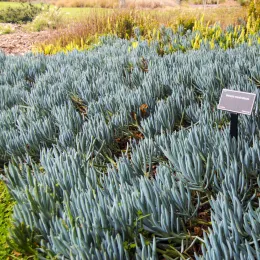 Senecio_mandraliscae