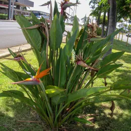 Starr_060922-9147_Strelitzia_reginae