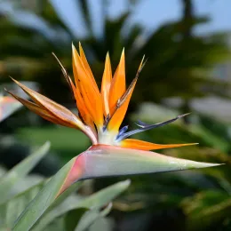 Strelitzia_April_2015-1