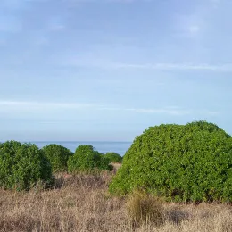 Myopoum laetum, PigeonPt, 6Jan10 (a)