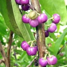Myoporum laetum, Montara, 28Sep08 (3a)