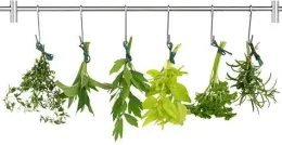 Herbs hanging from a rack to dry