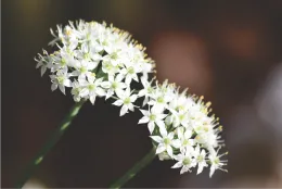 Wild onion flowers