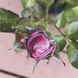 Possible Hoplia beetle damage on rose bud